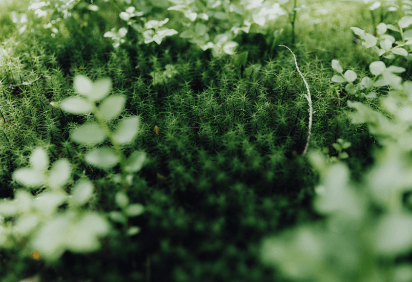 Luonnon monimuotoisuus